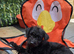 9 week old jackapoo