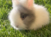 Double Mane Choc & White Lionhead Doe