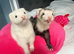 Micro Ferret Wanted