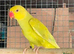 Yellow ringnecks
