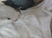 Baby Quakers 3 grey and 1 blue Cobalt hand reared