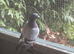 11 Racing Pigeons for Sale &ndash; Best Offer!