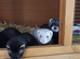Ferret kits ready
