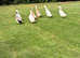 Indian Runner Ducks for sale