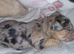 Beautiful Poogle Pups