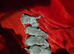 KC Lilac chihuahua pups Tested CLEAR parents