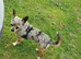 Small chihuahua x Jack Russell puppies
