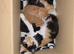 Beautiful female kitten 8 weeks old ready now