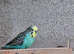 turquoise and blue male