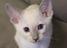 Pure sparkling blue eye siamese kittens