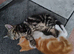 Three bundles of happiness are looking for loving families!