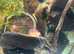 3x Mystery Snails Purple Magenta, Blue, Ivory, available