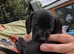 SOLID BLACK MINI DACHSHUNDS READY NOW
