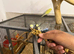 Hand Tame Baby Budgies