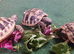 Baby Hermann's Tortoises for Sale (SPECIAL OFFER FOR THIS WEEK ONLY)