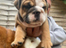 AMAZING CHUNKY BRITTISH BULLDOG PUPPIES