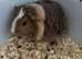 Got 3 female guinea pigs for sale