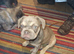 French bulldog pups