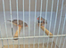 Zebra finch pair