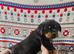 German rottweiler puppies