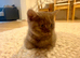 British shorthair cinnamon
