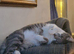 Greek Born Grey Tabby Cat Male Neutered