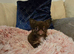 Ready now! Quality chihuahua longcoat pups