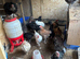 19 Large chickens for rehoming
