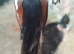 13'3 4 year old ride & drive cob gelding