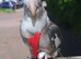 Cockatiel friendly tame