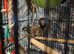 2 bonded females