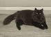 3 YEAR OLD CHOCOLATE PERSIAN X MAINE COON FOR SALE