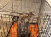 Staffy cross