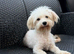 Three years old Maltipoo girl