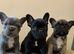 French bull dog boys