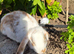 Baby lop eared rabbits