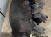 Health tested kc staff puppies