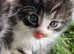 Beautiful male kitten for sale (9 weeks old)
