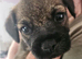 KC registered SLEM clear Border Terrier puppies