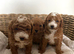 Cavapoo Puppies for Sale