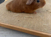 Pure bred California & satin baby boar guinea pigs