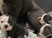Both vaccines ready now! Olde English bulldogs olde tyme bulldogs