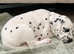 Last Dalmatian Girl