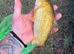 Need gone ASAP Mirror, Ghost, Common Carp for sale.