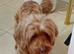 Cavapoo female
