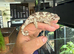 Female Yellow Crested Jackson Chameleons