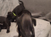 Jack Russell x Patterdale Puppoes