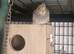 8x cockatail breeding colony