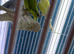 Indian Ringneck parrot