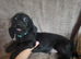 Puppies